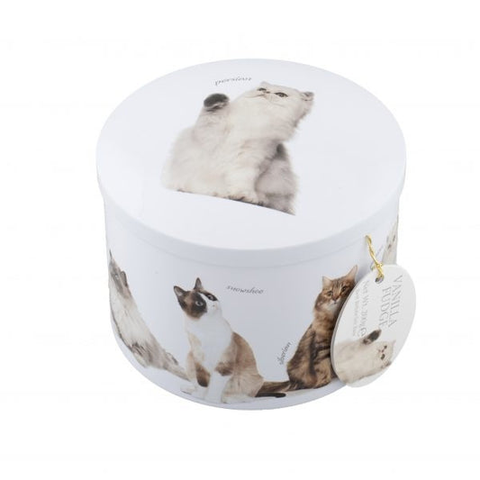 Kattenblik in relief gevuld met vanille fudge